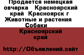 Продается немецкая овчарка - Красноярский край, Красноярск г. Животные и растения » Собаки   . Красноярский край